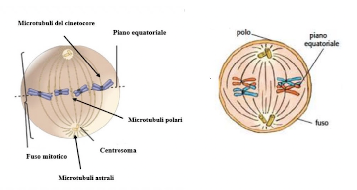 Differenza tra metafase in mitosi e metafase in meiosi I